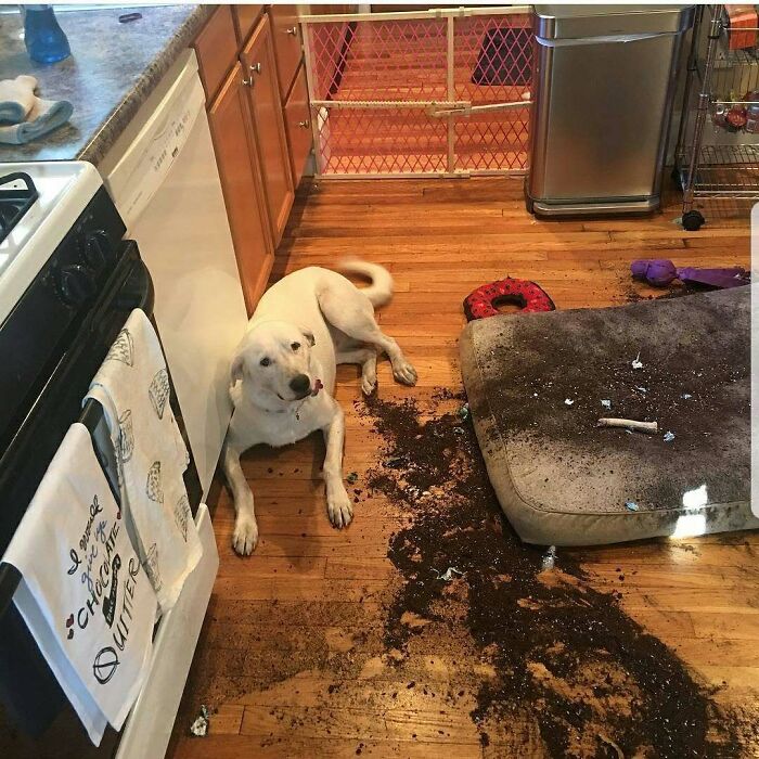 These Pets Got Caught Red-Pawed Doing Hilariously Bad Things