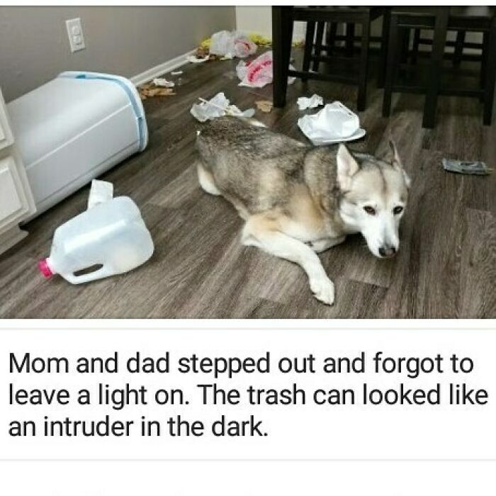 These Pets Got Caught Red-Pawed Doing Hilariously Bad Things