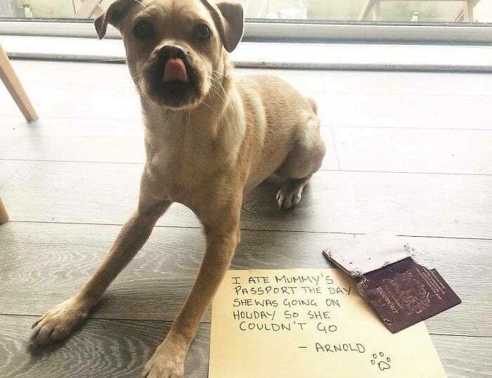 These Pets Got Caught Red-Pawed Doing Hilariously Bad Things