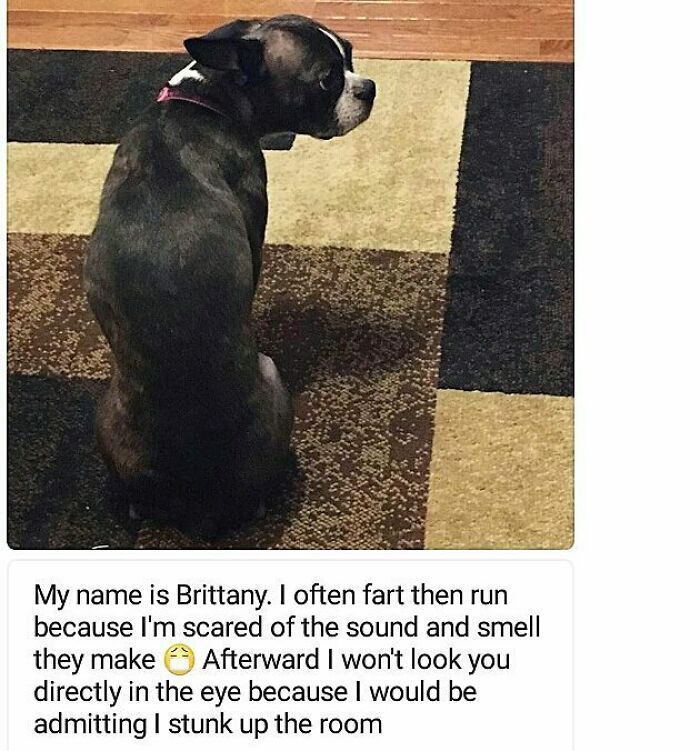 These Pets Got Caught Red-Pawed Doing Hilariously Bad Things