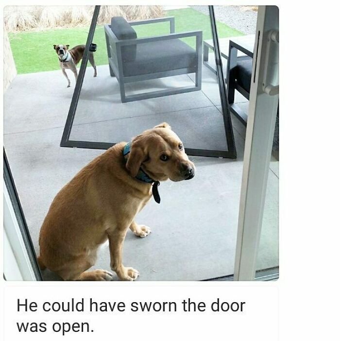 These Pets Got Caught Red-Pawed Doing Hilariously Bad Things