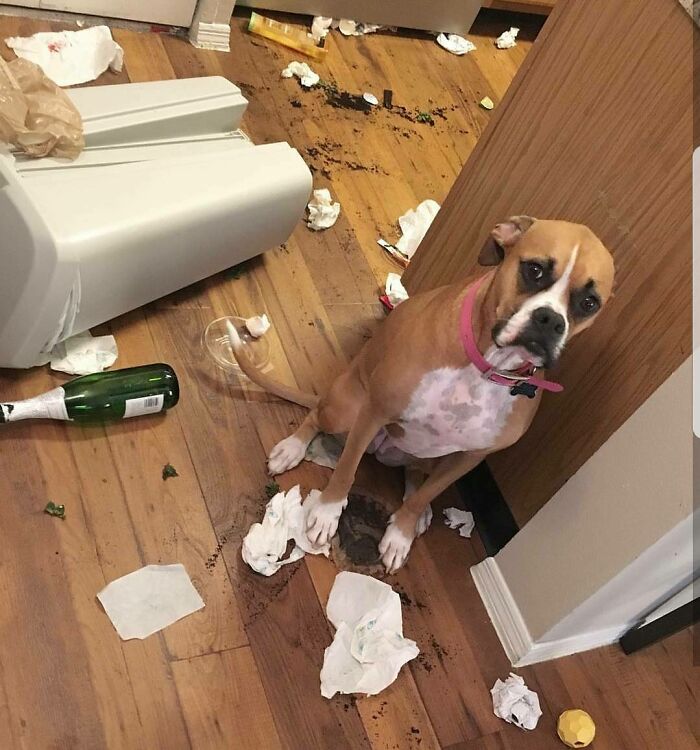 These Pets Got Caught Red-Pawed Doing Hilariously Bad Things