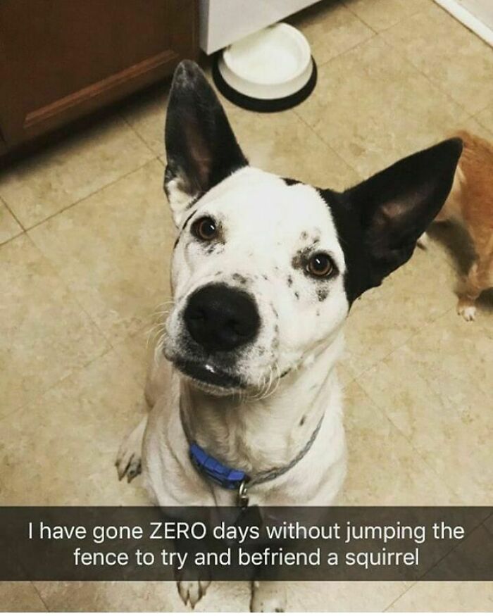 These Pets Got Caught Red-Pawed Doing Hilariously Bad Things