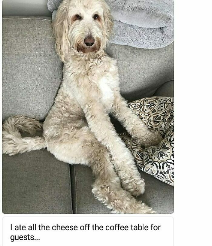 These Pets Got Caught Red-Pawed Doing Hilariously Bad Things