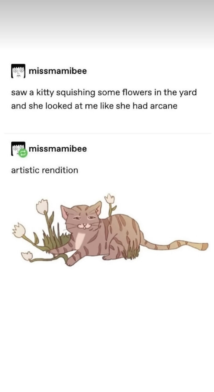 Cats, Cats, and More Cats