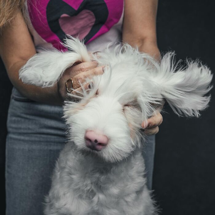 Wait, They Actually Took 40 Adorable Rescue Dog Photos With Their Humans?!