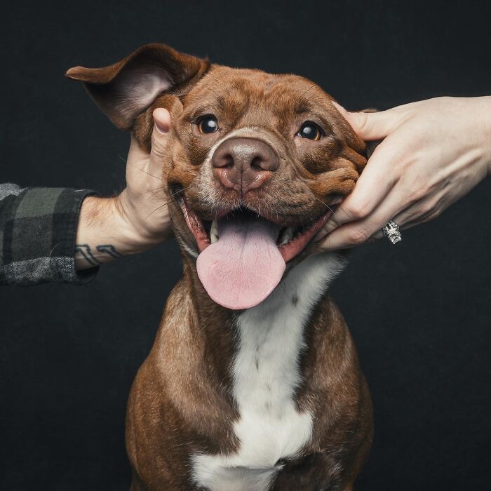 Wait, They Actually Took 40 Adorable Rescue Dog Photos With Their Humans?!