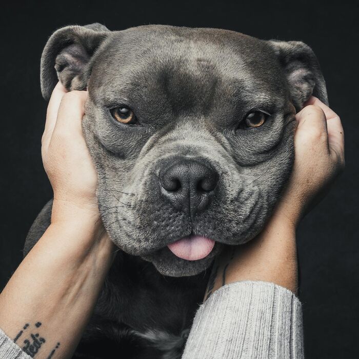 Wait, They Actually Took 40 Adorable Rescue Dog Photos With Their Humans?!