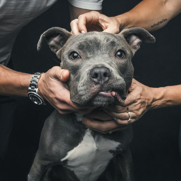 Wait, They Actually Took 40 Adorable Rescue Dog Photos With Their Humans?!