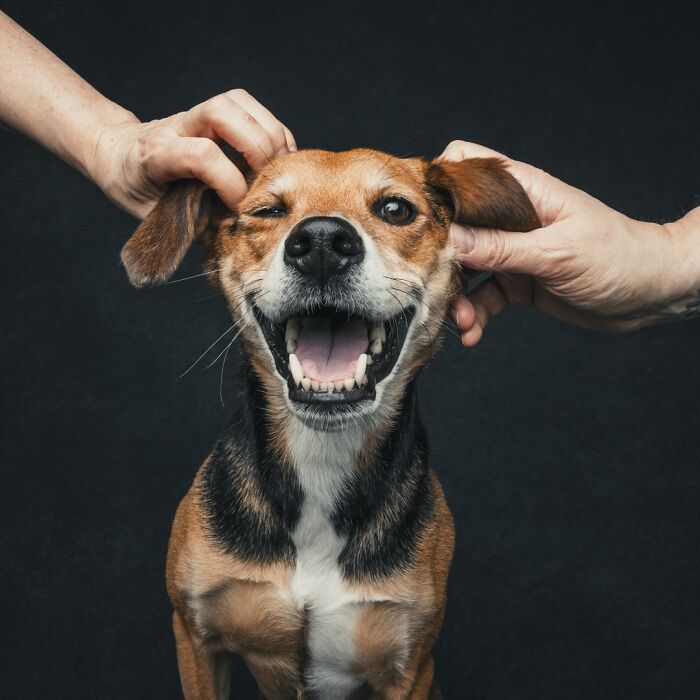 Wait, They Actually Took 40 Adorable Rescue Dog Photos With Their Humans?!