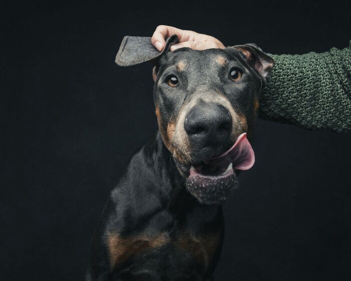 Wait, They Actually Took 40 Adorable Rescue Dog Photos With Their Humans?!