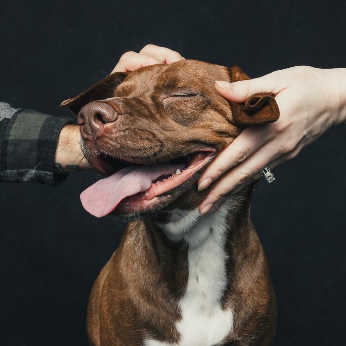 Wait, They Actually Took 40 Adorable Rescue Dog Photos With Their Humans?!
