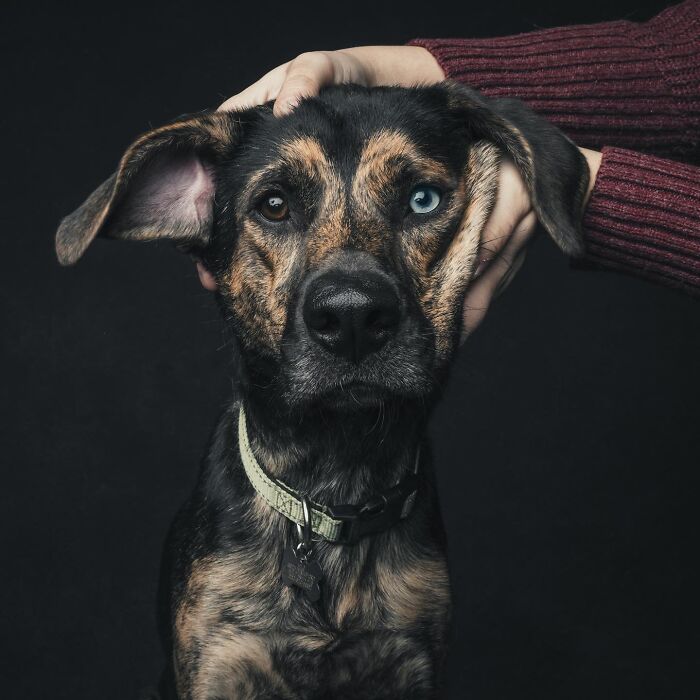 Wait, They Actually Took 40 Adorable Rescue Dog Photos With Their Humans?!