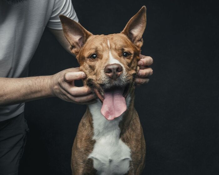 Wait, They Actually Took 40 Adorable Rescue Dog Photos With Their Humans?!