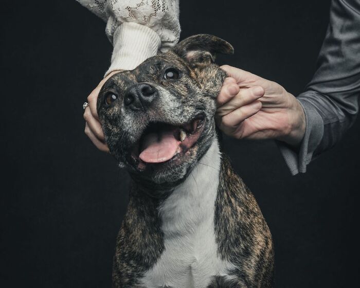 Wait, They Actually Took 40 Adorable Rescue Dog Photos With Their Humans?!
