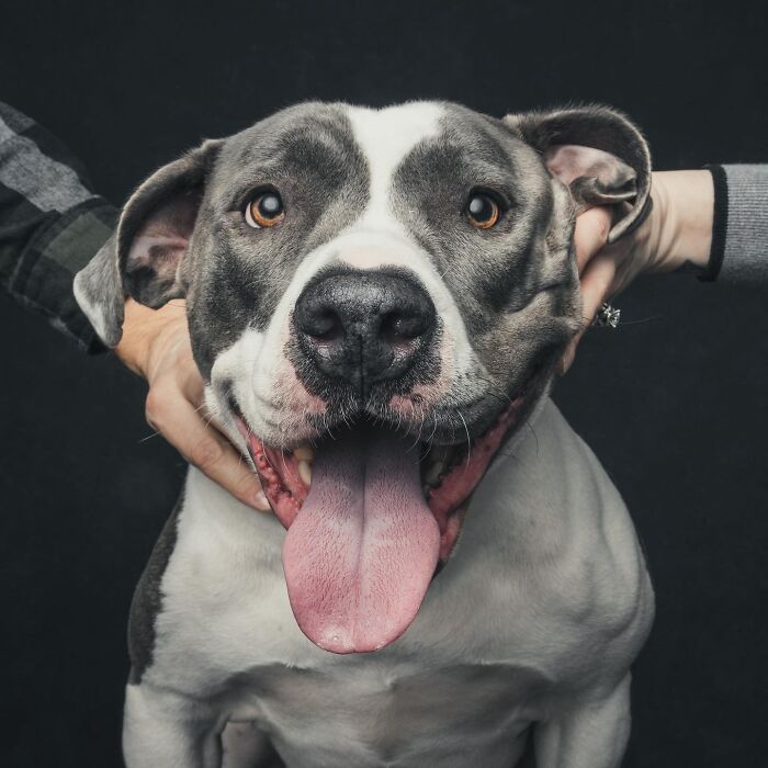 Wait, They Actually Took 40 Adorable Rescue Dog Photos With Their Humans?!