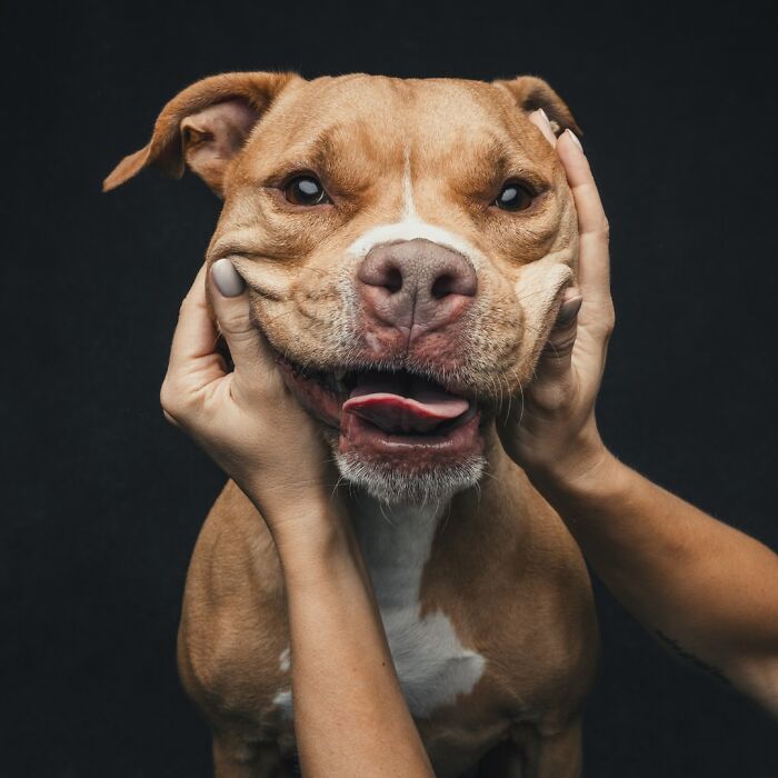 Wait, They Actually Took 40 Adorable Rescue Dog Photos With Their Humans?!
