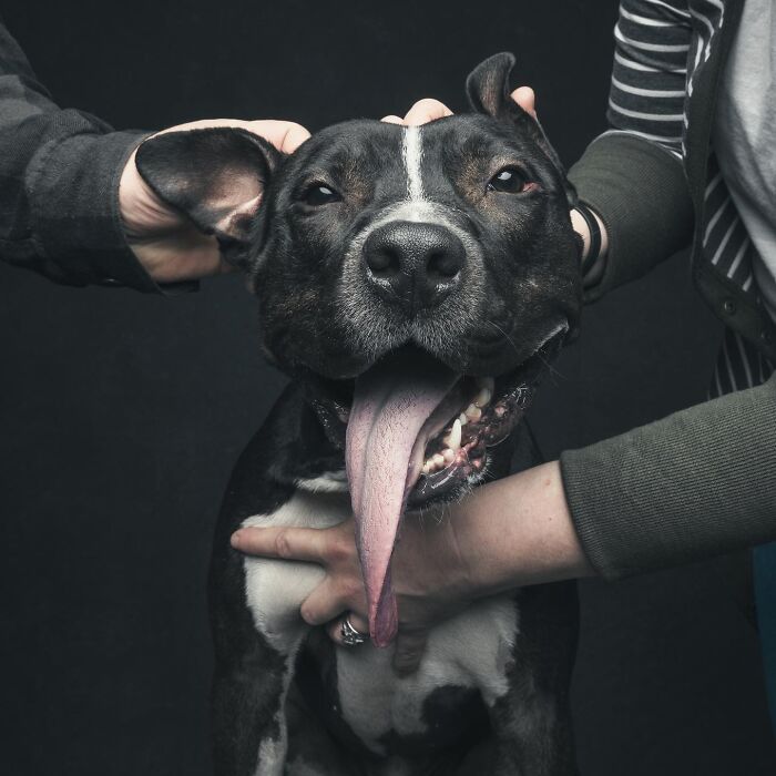 Wait, They Actually Took 40 Adorable Rescue Dog Photos With Their Humans?!