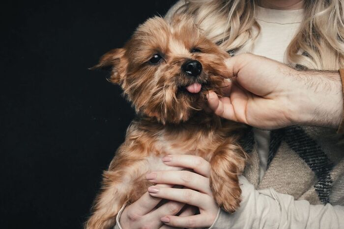 Wait, They Actually Took 40 Adorable Rescue Dog Photos With Their Humans?!