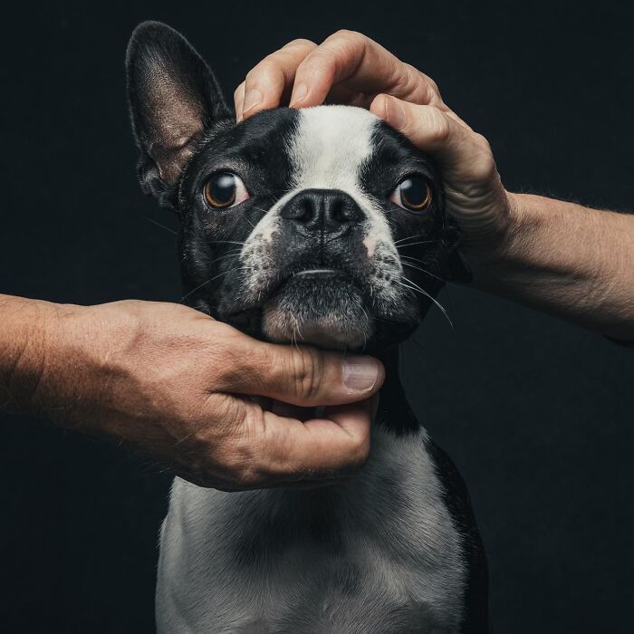 Wait, They Actually Took 40 Adorable Rescue Dog Photos With Their Humans?!