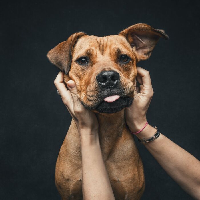Wait, They Actually Took 40 Adorable Rescue Dog Photos With Their Humans?!
