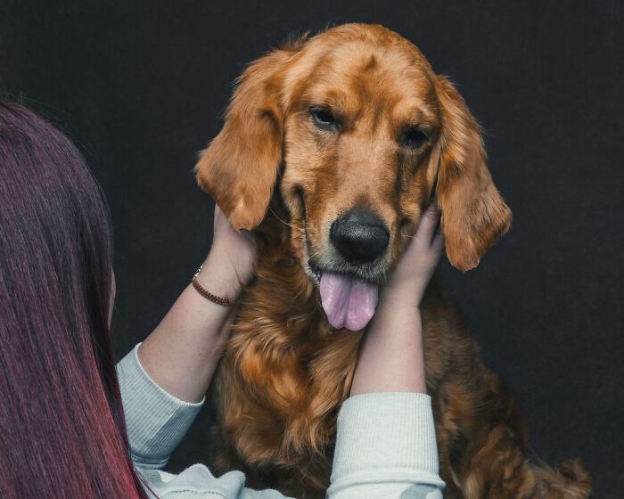 Wait, They Actually Took 40 Adorable Rescue Dog Photos With Their Humans?!