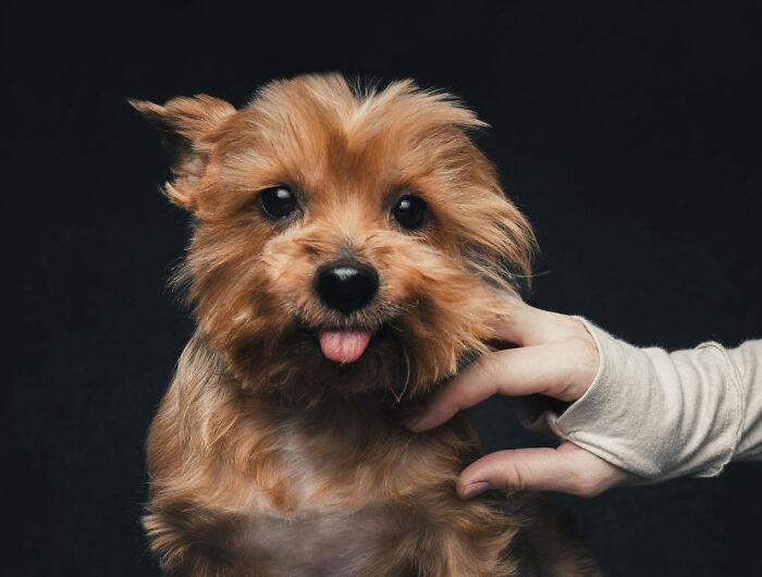 Wait, They Actually Took 40 Adorable Rescue Dog Photos With Their Humans?!