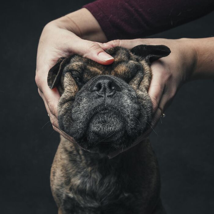 Wait, They Actually Took 40 Adorable Rescue Dog Photos With Their Humans?!