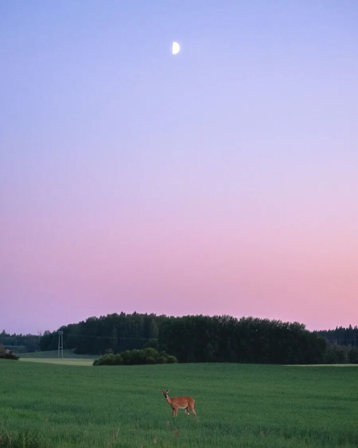 Wait, They Actually Took Pictures THIS Stunning of Finland's Northern Lights?