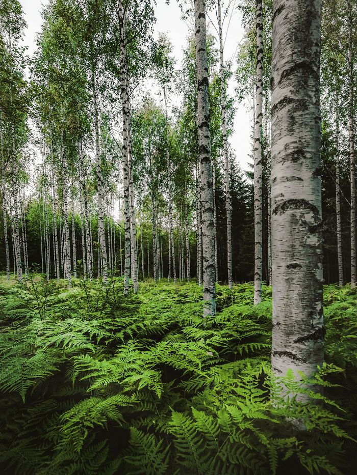 Wait, They Actually Took Pictures THIS Stunning of Finland's Northern Lights?