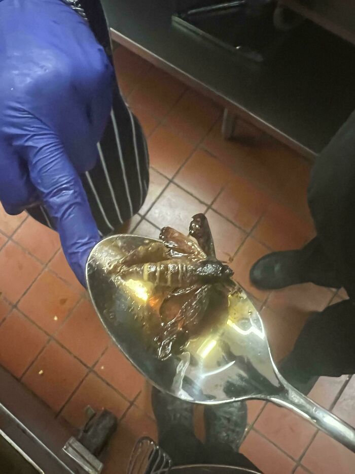 Big Bug Suicide Dive Into The Fryer. Oil Gets Trash, Don’t Worry