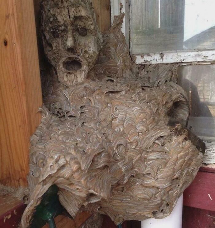 Wasp Hotel? They Built Their Nest Around A Mask In Storage!