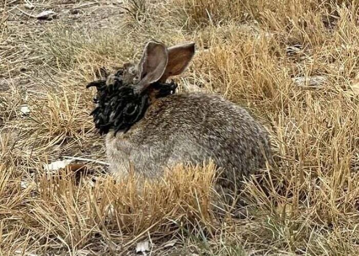 Rabbits In Colorado With Freaky Tentacle-Like Head Growths From A Weird Virus