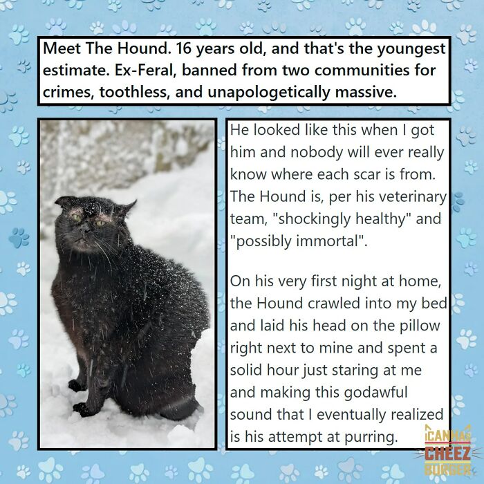 The Funniest Cat Chaos From The OG Meme Masters