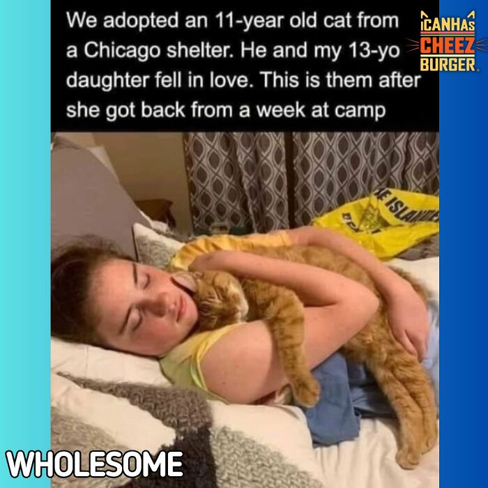 The Funniest Cat Chaos From The OG Meme Masters