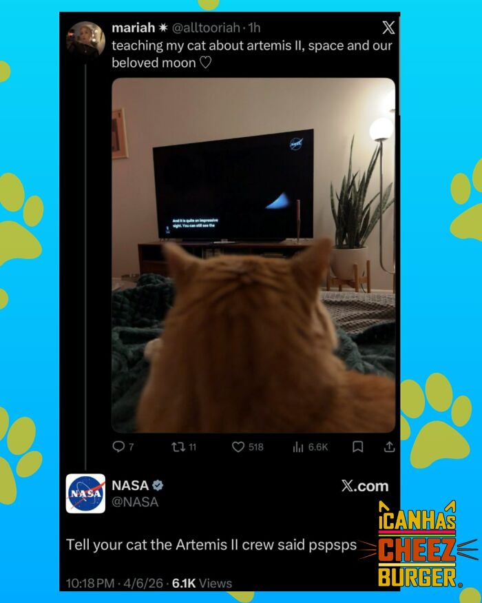 The Funniest Cat Chaos From The OG Meme Masters