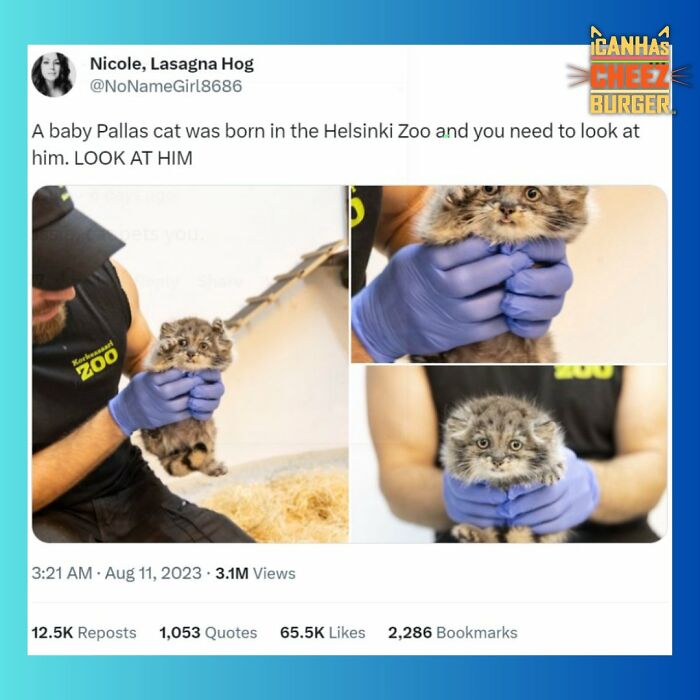 The Funniest Cat Chaos From The OG Meme Masters