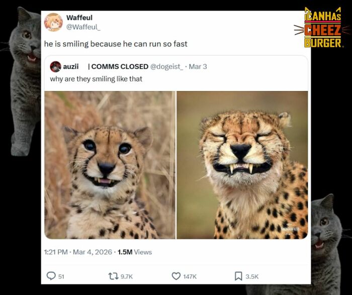 The Funniest Cat Chaos From The OG Meme Masters