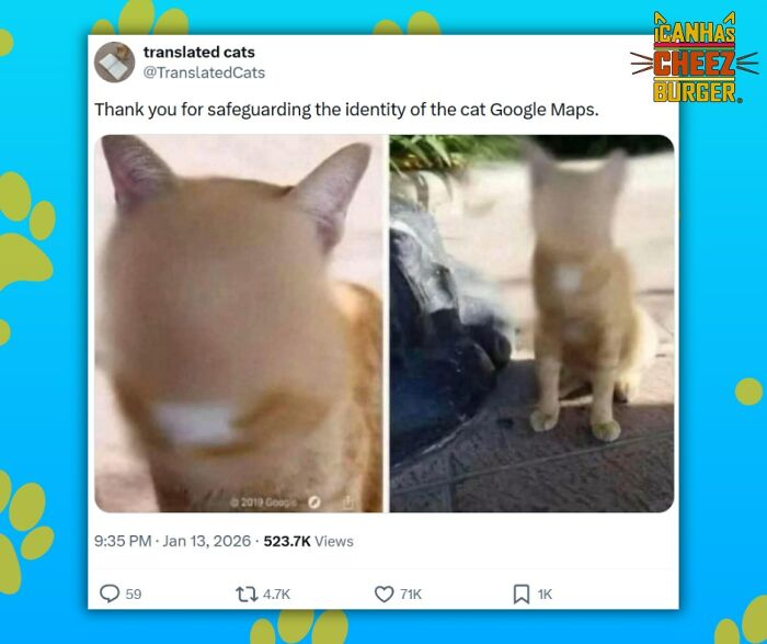 The Funniest Cat Chaos From The OG Meme Masters