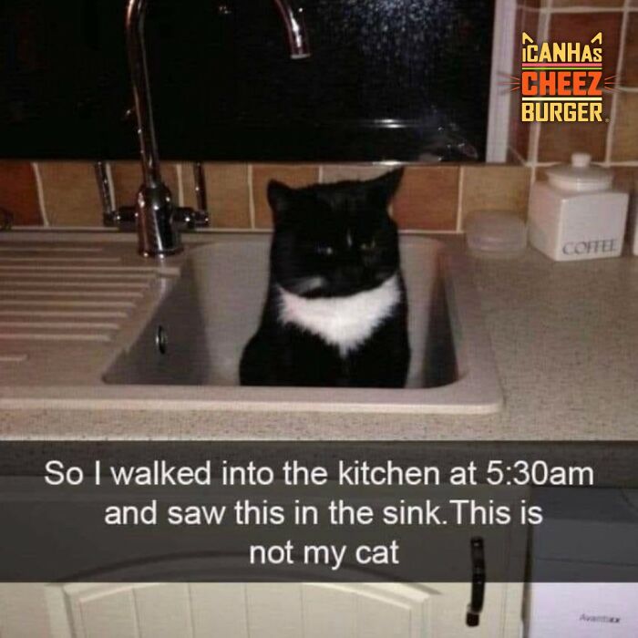 The Funniest Cat Chaos From The OG Meme Masters