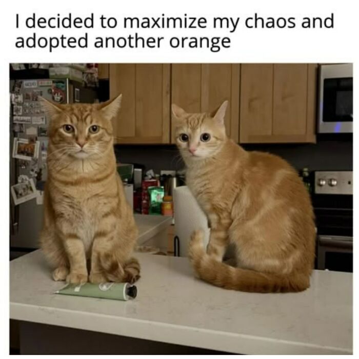 The Funniest Cat Chaos From The OG Meme Masters