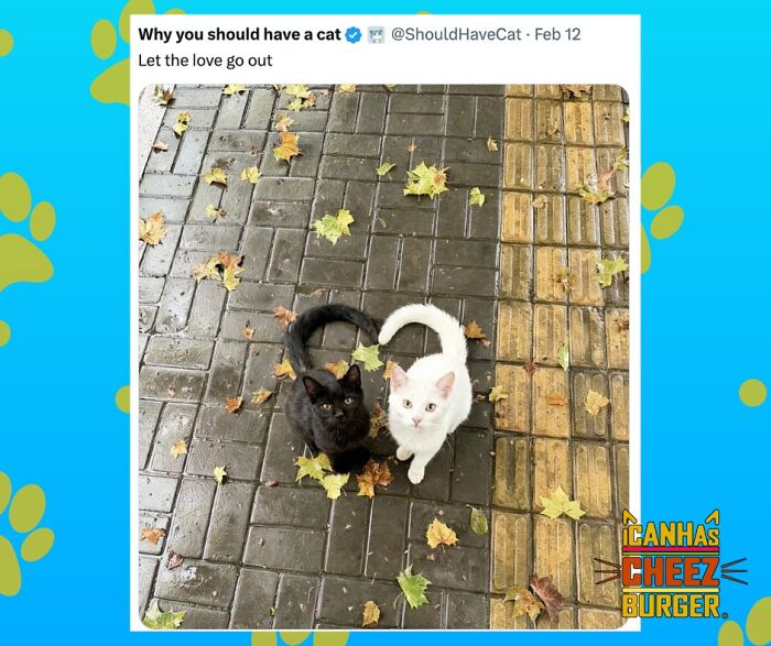 The Funniest Cat Chaos From The OG Meme Masters