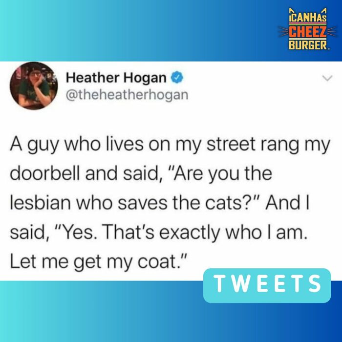 The Funniest Cat Chaos From The OG Meme Masters