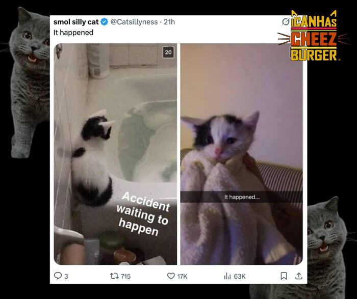 The Funniest Cat Chaos From The OG Meme Masters