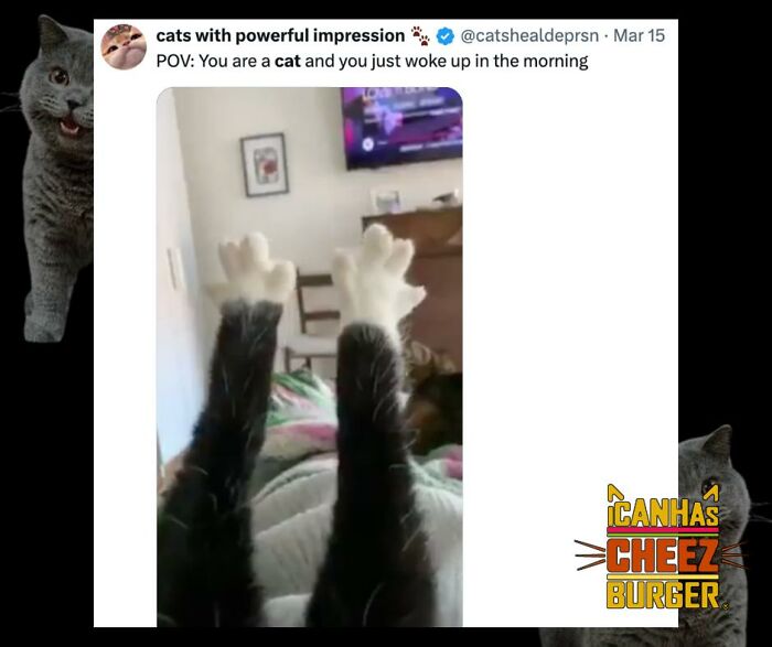 The Funniest Cat Chaos From The OG Meme Masters