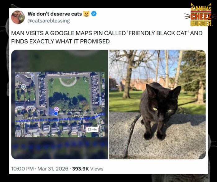 The Funniest Cat Chaos From The OG Meme Masters