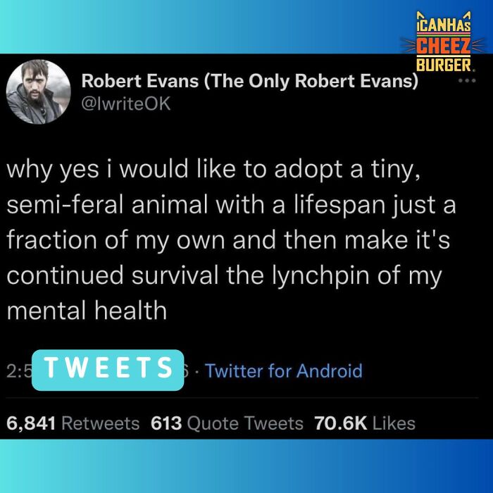 The Funniest Cat Chaos From The OG Meme Masters