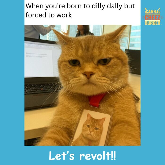 The Funniest Cat Chaos From The OG Meme Masters