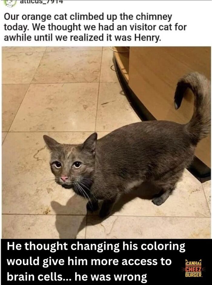 The Funniest Cat Chaos From The OG Meme Masters