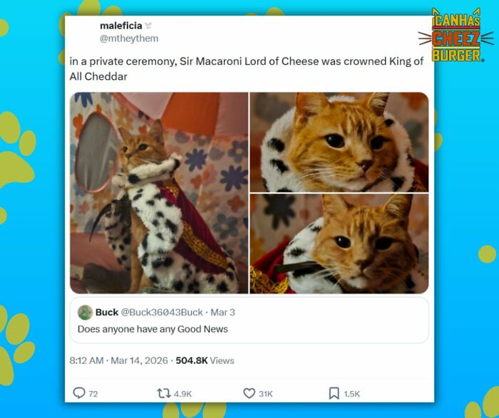 The Funniest Cat Chaos From The OG Meme Masters